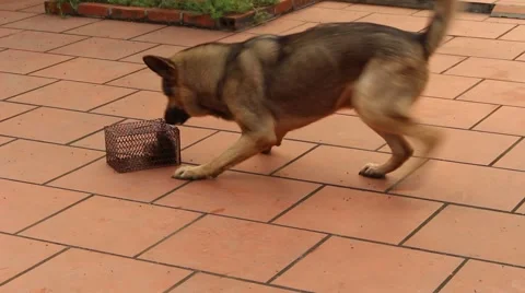 Dog sees mouse Stock Footage 67322214