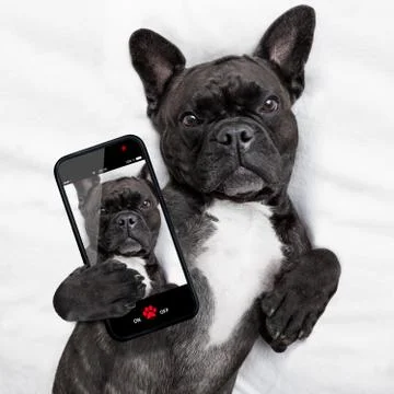 Dog selfie in bed Stock Photos