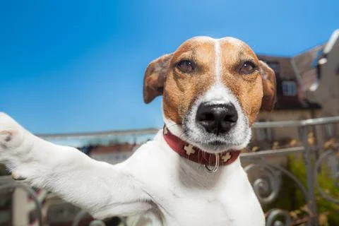 Dog selfie Foto stock