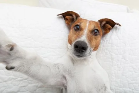 Dog selfie Foto stock