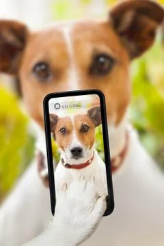 Dog selfie Foto stock