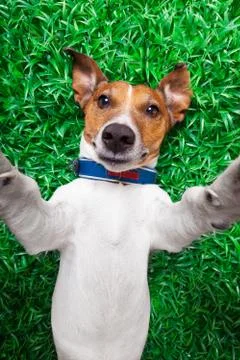 Dog selfie 库存照片