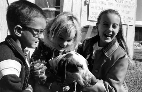 Dog Sequel-Lucky the English pointer with admirers, USA Stock Photos