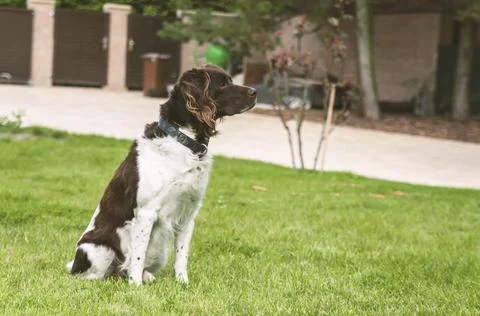 Dog Setter is playing on a grass Stock Photos