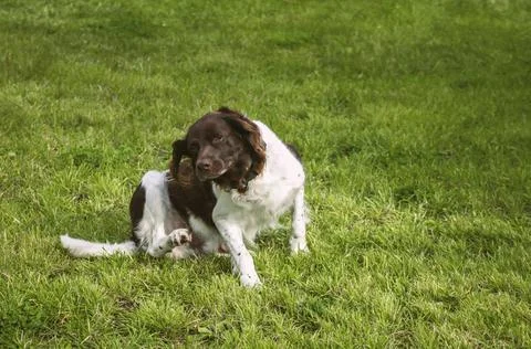 Dog Setter is playing on a grass Stock Photos