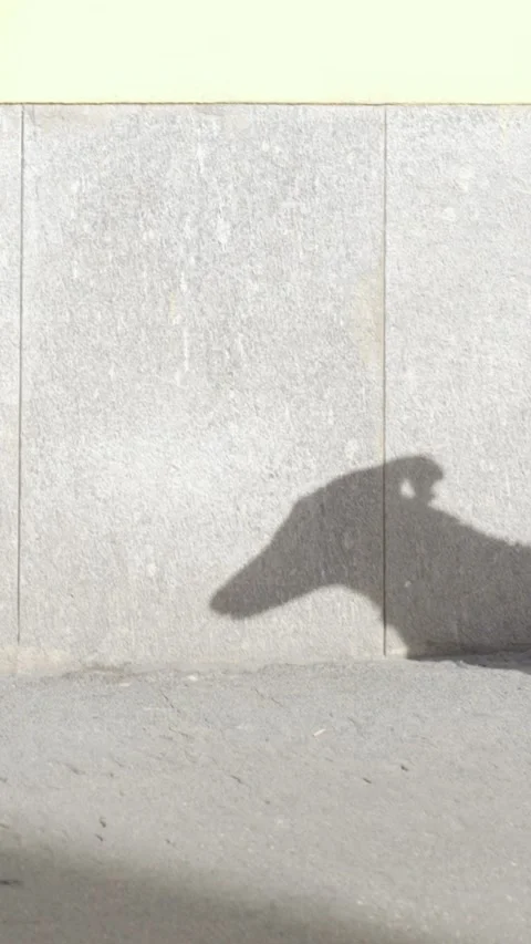 Dog shadow on concrete wall in sunlight Stock Footage 329677825
