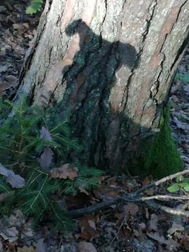 DOG  shadow on tree Stock-Fotos