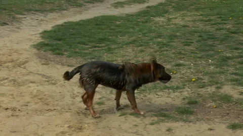 The dog is shaken by water Vídeos de archivo 106968043