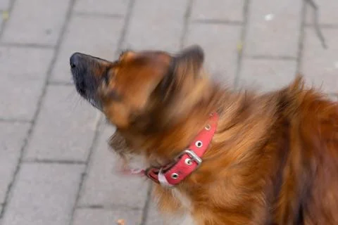 Dog shakes head while standing on a paved path in a public outdoor area Stock Photos