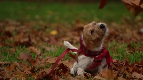 Dog shakes off, slow motion Stock-Footage 142697176