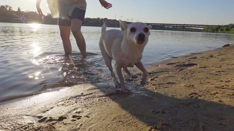 The dog shakes off the water Stock Footage 150973150