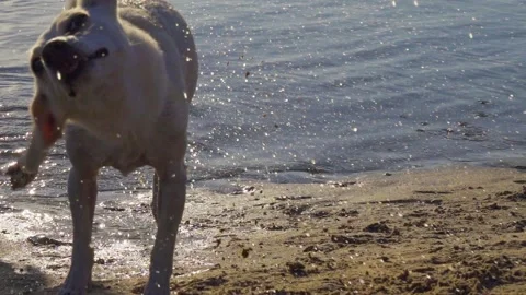 The dog shakes off the water Stock Footage 150973301