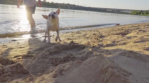 The dog shakes off the water Stock Footage 150973314