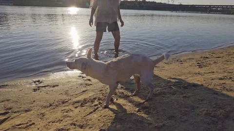 The dog shakes off the water Stock Footage 150973336