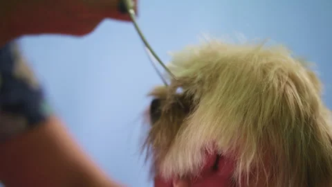 Dog shakes while getting hair trimmed near face Stock Footage 274622691