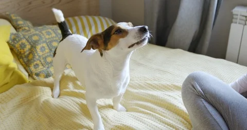 Dog shaking on the bed in the bedroom Stock-Footage 104812003