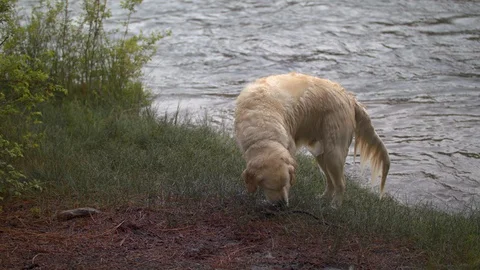 Dog Shaking Stock Footage 90493575