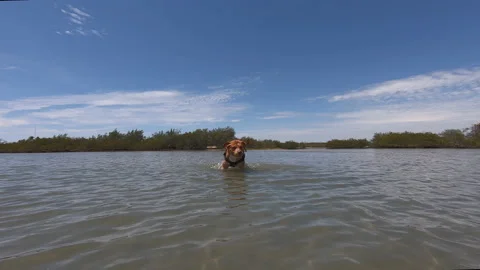 Dog shaking head Stock Footage 158646969