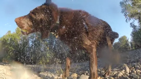 Dog shaking himself off after retrieving a ball Stock Footage 41452720