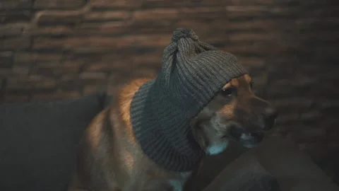 Dog shaking his head trying to take off a hat Stock Footage 137913113