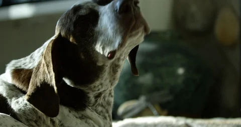 Dog shaking off indoors while laying on dog bed - hair and dust fly in air -  Stock Footage 123684506