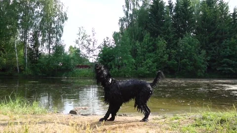 Dog Shaking Itself After Getting Out Of A Pond Slow Motion Stock Footage 91707145