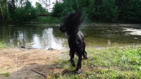 Dog Shaking Itself After Getting Out Of A Pond Slow Motion Stock Footage 91707164