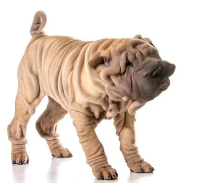 Dog shaking Stock Photos