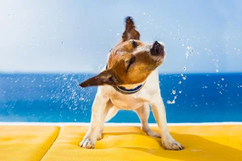 Dog shaking Stock-Fotos