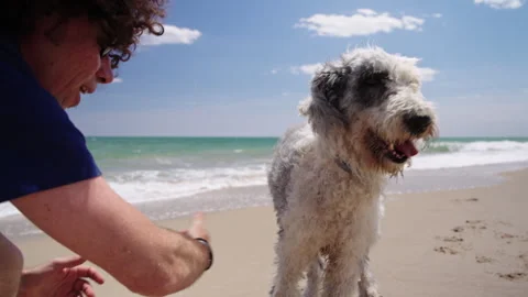 Dog Shaking Off Sand While Playing with Man 스톡 동영상 335140575
