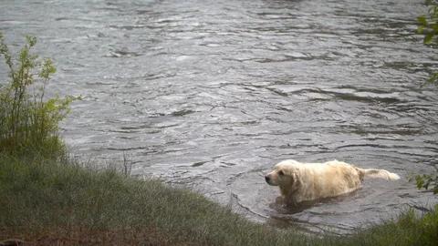 Dog Shaking in Shallow Water Stock Footage 90493502