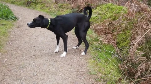Dog Shaking In Slow Motion In Forest Stock Footage 201341186