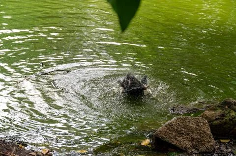 Dog shaking off water after a refreshing swim in a pond. Stock-Fotos