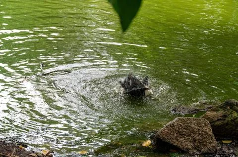 Dog shaking off water after a refreshing swim in a pond. Stock-Fotos