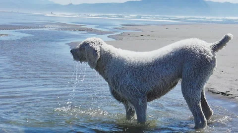 Dog Shaking Off Water Stock Footage 40347549