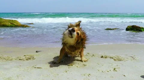 Dog Shaking off Water Stockbeeldmateriaal 58831486