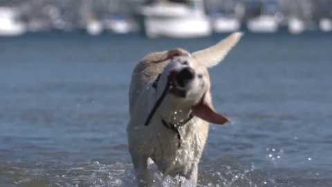 Dog shaking off water Video stock 70337651