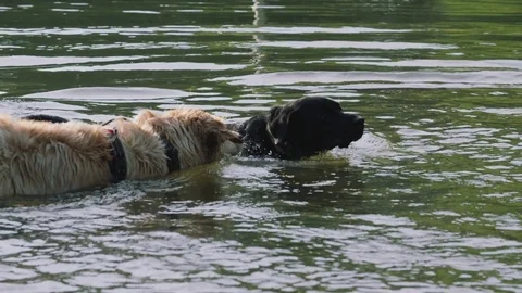 Dog Shaking Off in the Water Stock Footage 75757837