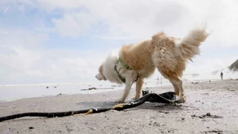 Dog shaking off water Stock Footage 81483792