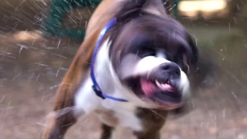 Dog Shaking off Water Video stock 84157618
