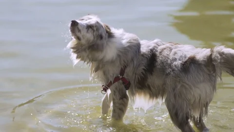 Dog Shaking Water Off Video stock 90915038