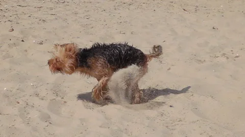 Dog Shaking off Water Stock Footage 115085525