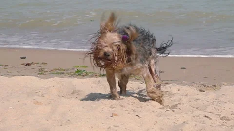 Dog Shaking off Water Stock Footage 115087183