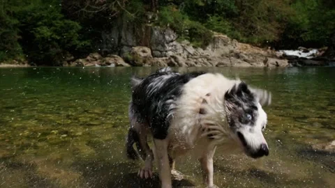Dog shaking off the water Stock Footage 287194949