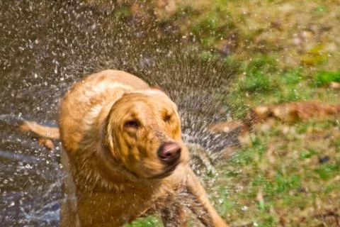 Dog Shaking off Water Stock Photos