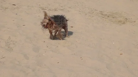 Dog Shaking off Water on a Sandy Beach 库存影片 117798798