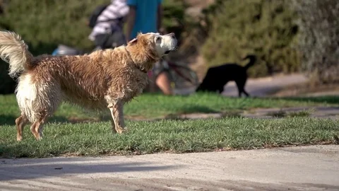 Dog shaking off water, slow motion Stock Footage