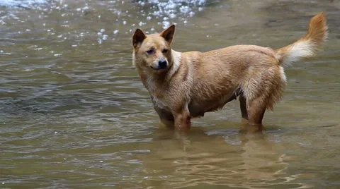 Dog in the shallow pool Stock Footage 56526647