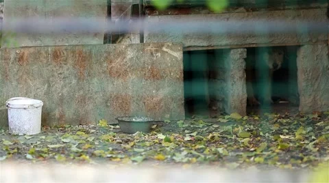Dog shelter Stock Footage 44382688