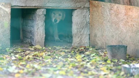 Dog shelter Stock Footage 44383207